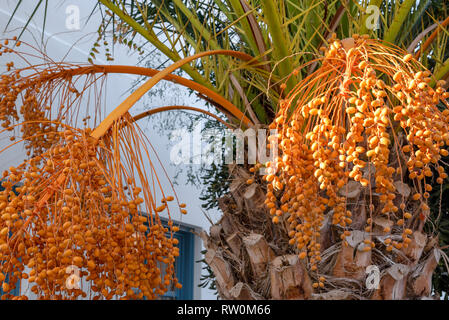 Blühende Datum datum Palm Palm Tree, Obst, orange Datum palm Cluster in den Garten. Stockfoto