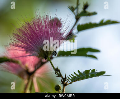 Ein persischer Seide Baum schickt bis Dutzende von rosa Filamente seine Blüte zu bilden. Stockfoto