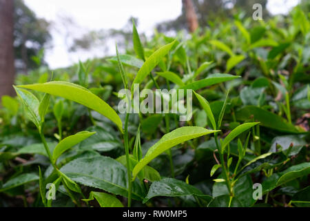 Grüner Tee Bud und frische Blätter. Tee Plantagen in Sri Lanka. Nähe zu sehen. Stockfoto