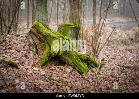 Wurzeln der alten Baumwurzeln mit grünem Moos im Herbst Jahreszeit abgedeckt Stockfoto