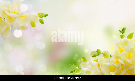 Freeseia frische Blumen Stockfoto