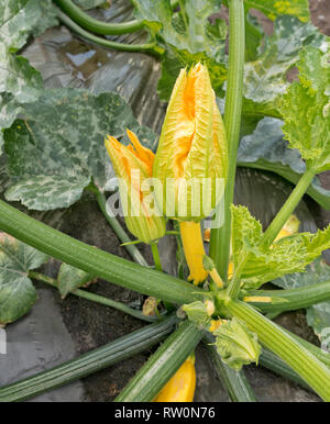 Zucchini Cucurbita pepo 'Werk', Obst, weibliche und männliche Blüten an der gleichen Pflanze, wachsen im Feld einpflanzen. Stockfoto