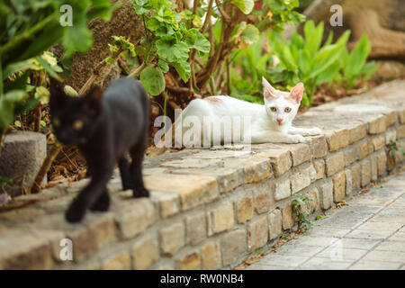 Weiß streunende Katze ruht auf Ziegel bändigen, ein anderer im Vordergrund unscharf schwarze Wandern, Geranium Blätter hinter Ihnen Stockfoto