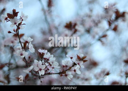 Der Frühling kommt und die Bäume (Kirsche) blühen, mit der Kraft der Natur. Stockfoto