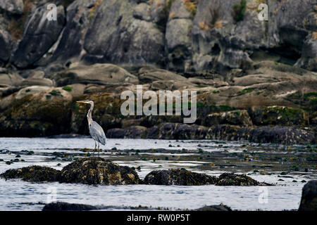 Eine wilde Great Blue Heron' Ardea Herodias, thront auf einem Felsen entlang einer felsigen Ufer auf Vancouver Island British Columbia Kanada. Stockfoto