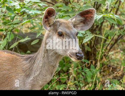 Die sambar ist ein großer Hirsch native auf den indischen Subkontinent, Südchina und Südostasien, die als gefährdet auf der Roten Liste der IUCN Sünde aufgeführt ist Stockfoto