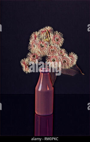 Zeichnung von Eukalyptus Blumen in einer Vase Stockfoto