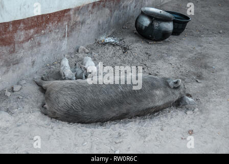 Eine Schweinemast Ferkel auf einer schmutzigen Straße von Kongo Dorf im Norden Ghanas. Zwei verschmutzte Töpfe sind auch auf dem Bild. Stockfoto