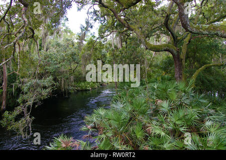 Blick auf Shingle Creek mit Bäumen überragend Creek. Kissimmee, Florida, USA Stockfoto