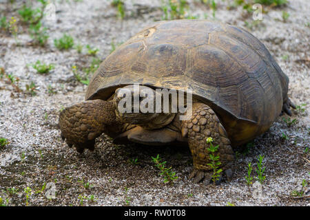 Gopher Tortoise (Gopherus Polyphemus) an hypoluxo Scrub Natural Area in Hypoluxo, Florida, Palm Beach County, USA Stockfoto