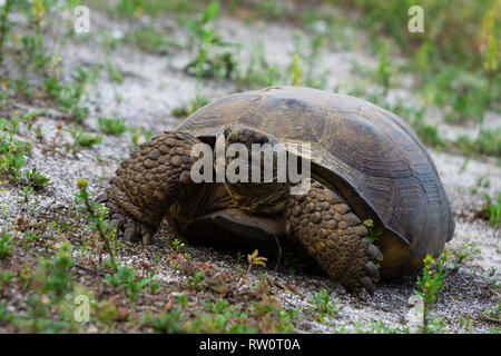 Gopher Tortoise (Gopherus Polyphemus) an hypoluxo Scrub Natural Area in Hypoluxo, Florida, Palm Beach County, USA Stockfoto