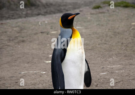 Salisbury Plain South Georgia Inseln, nach königspinguin Stockfoto