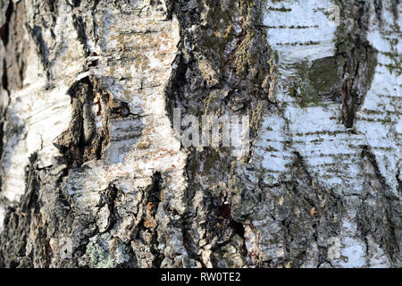 Alte birke Baumrinde Textur Nahaufnahme, wie Hintergrund Stockfoto