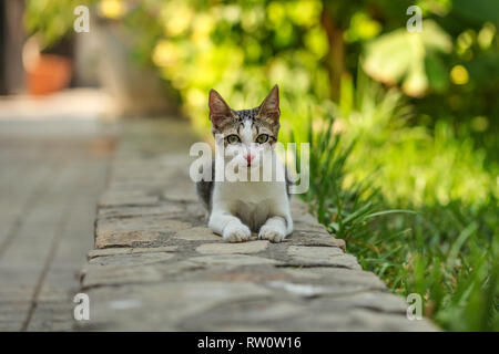 Kleine graue streunende Katze ruht auf bürgersteig bändigen, grünen Park hinter sich. Stockfoto