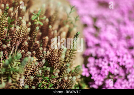 Flache Tiefenschärfe Foto, nur Zweige endet im Fokus, junge grüne Tanne Sprossen, rosa Blüten. Abstrakte Frühling Hintergrund. Stockfoto