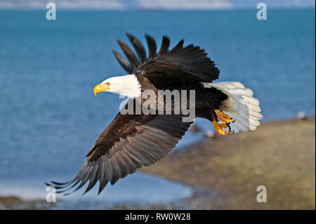 Ein ausgewachsener Weißkopfseeadler, Haliaeetus leucocephalus, entlang der Küste des nördlichen Vancouver Island in British Columbia, Kanada fliegen Stockfoto