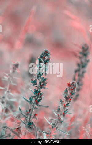 Blühende vibrant blue Echium vulgare, blueweed Blume Pflanzen auf dem Feld. Stockfoto