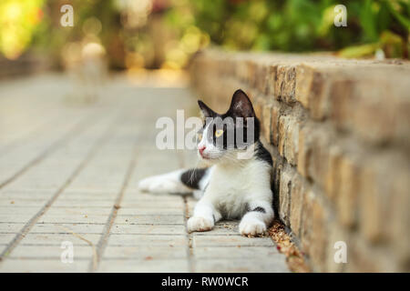 Schwarze und weiße streunende Katze Festlegung am Gehsteig zu bändigen, Sonne beleuchteten Park in Distanz. Stockfoto