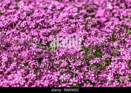 Flache Tiefenschärfe Foto - nur wenige kleine Blumen im Fokus. Rosa Blumenbeet mit wenigen Blättern sichtbar. Abstrakte Feder Flowery Hintergrund. Stockfoto