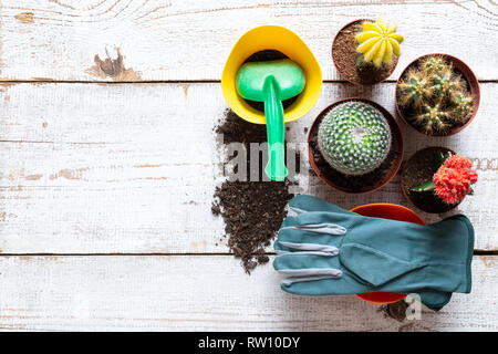 Sammlung von verschiedenen blühende Kakteen, Gartenhandschuhe, Blumenerde und Kelle auf weißem Holz- Hintergrund mit kopieren. Verguss Haus pl Stockfoto