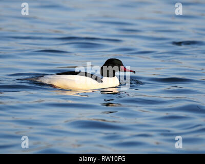 Gänsesäger, Mergus Merganser, einzelne männliche auf Wasser, Schottland, Februar 2019 Stockfoto