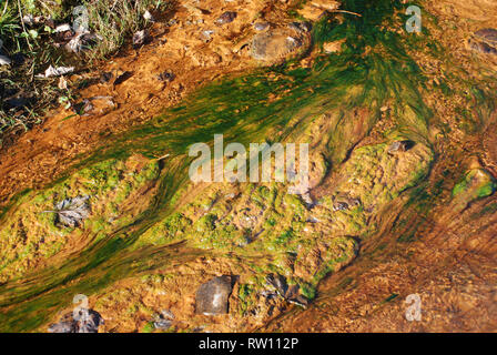 Mineralverschmutzung durch alte Bergbauarbeiten in Wasser, die Moos und Algen zeigen, die innerhalb des verfärbten Wassers wachsen Stockfoto