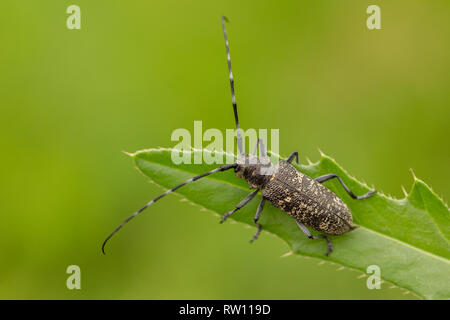 Kleine weiße - marmorated Langhörnigen Käfer Monochamus sutor in der Tschechischen Republik Stockfoto