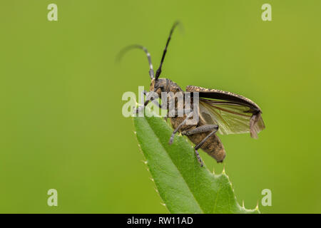 Kleine weiße - marmorated Langhörnigen Käfer Monochamus sutor in der Tschechischen Republik Stockfoto