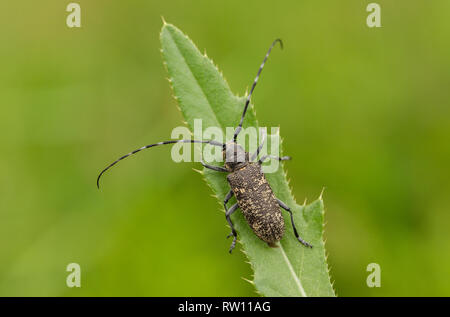 Kleine weiße - marmorated Langhörnigen Käfer Monochamus sutor in der Tschechischen Republik Stockfoto