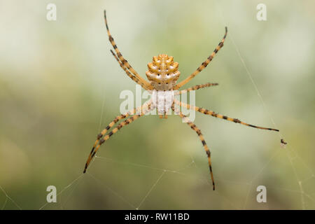 Schöne Spider Argiope lobata in Kroatien, Krk Stockfoto