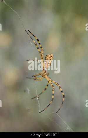 Schöne Spider Argiope lobata in Kroatien, Krk Stockfoto