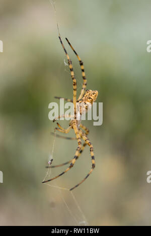 Schöne Spider Argiope lobata in Kroatien, Krk Stockfoto