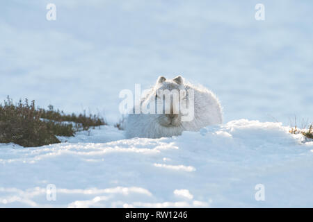 Schneehase, Strathdearn, Scottish Highlands Stockfoto