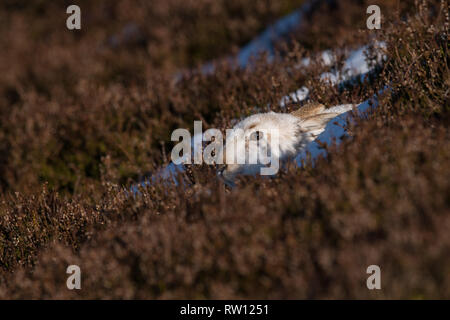 Schneehase, Strathdearn, Scottish Highlands Stockfoto