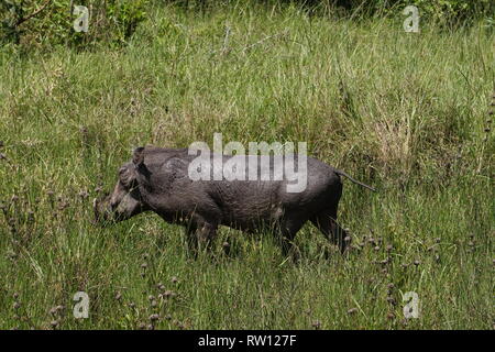 Gemeinsame warzenschwein Lake-Mburo-Nationalpark, Uganda Stockfoto