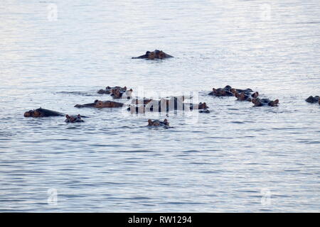 Nilpferde im Lake-Mburo-Nationalpark suhlen, Uganda Stockfoto