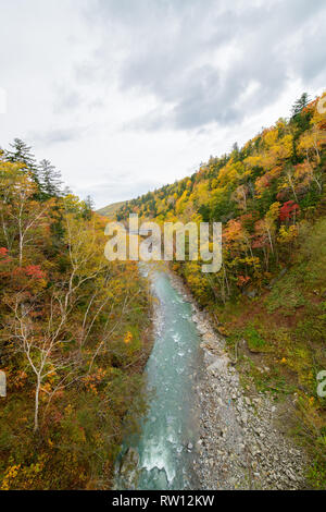 Bunte Baum im Herbst in der Nähe von Shirahige Wasserfall, Biei, Hokkaido, Japan Stockfoto