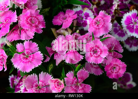 Schöne rosa Dianthus Blume im Garten, Ansicht von oben Stockfoto