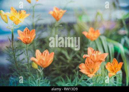 Orange Lilie Blumen wachsen im Sommer Garten Stockfoto