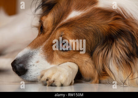 Trauriger Hund. Weiß braun Hund eines griechischen sheperd Rasse Süß, am Boden, Detailansicht auf dem Kopf Stockfoto