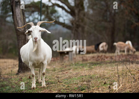 Kiko Ziegen im Winter Stockfoto
