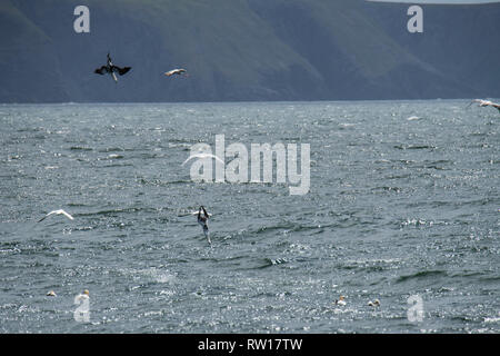 Northern Gannet, Morus bassanus, Tauchen für Fische, St. Bride's, ökologische Cape St. Mary's finden, Neufundland, Kanada Stockfoto