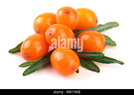 Sanddorn. Frische reife Beere mit Blättern auf weißem Hintergrund Makro isoliert. Stockfoto