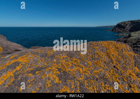 Flechten auf Felsen und Küste in der Nähe von St. Bride's, Neufundland, Kanada, Sommer Stockfoto