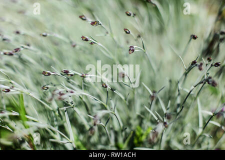 Flache Tiefenschärfe Foto, nur wenige Pflanzen Teile im Fokus, rosa Nelke Blume Knospe im weichen Schatten. Abstrakte natürlichen Hintergrund. Stockfoto