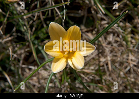 Nahaufnahme des gelben Krokus von oben Stockfoto