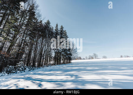 Hohe trockene Bäume in den Karpaten mit Schatten auf Schnee Stockfoto