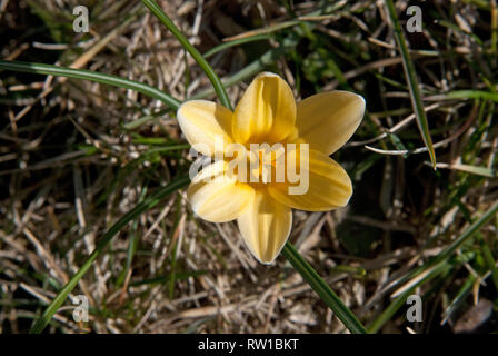 Nahaufnahme auf ein Krokus mit sechs Blütenblätter Stockfoto