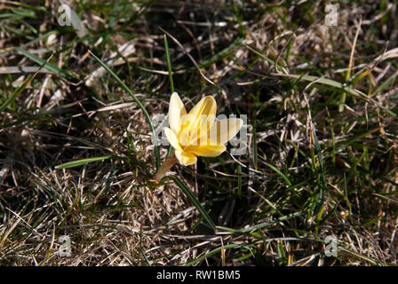 Eine gelbe Krokus, erste dieses Jahr, Stockfoto