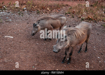 Ein Foto von ein paar schöne gemeinsame Warzenschweine (Phacochoerus africanus) in eine Savanne von Mole National Park, Ghana Stockfoto